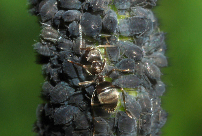 Lasius sp. con afidi